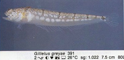 Gillelus greyae